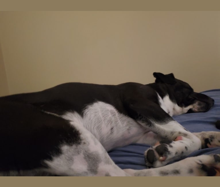 Volibear, an American Pit Bull Terrier and Labrador Retriever mix tested with EmbarkVet.com