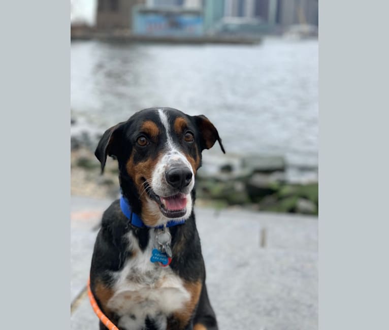 Augie, a Basset Hound and Australian Cattle Dog mix tested with EmbarkVet.com