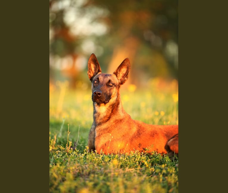 Embark Dog Dna Test Breed