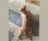 Billie Billions, a Miniature Pinscher and Yorkshire Terrier mix tested with EmbarkVet.com