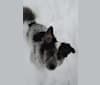 Pepper, a Border Collie and Maremma Sheepdog mix tested with EmbarkVet.com