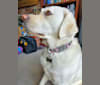 Kentfield's Sheena Aguirre, a Labrador Retriever tested with EmbarkVet.com