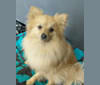 Luther, a Pomeranian tested with EmbarkVet.com