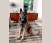 King Kavik, a German Shepherd Dog and Belgian Malinois mix tested with EmbarkVet.com