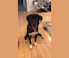 Chase, a Labrador Retriever and Siberian Husky mix tested with EmbarkVet.com
