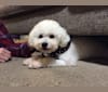 Photo of Petty, a Poodle (Small) and Mixed mix in Tijuana, Baja California, Mexico