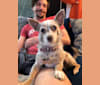 Anya, a Pomeranian and Chihuahua mix tested with EmbarkVet.com