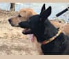 Jo Malone, an Australian Cattle Dog and Golden Retriever mix tested with EmbarkVet.com