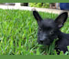 Harry Winston, a Chihuahua and Miniature Schnauzer mix tested with EmbarkVet.com