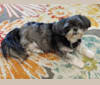 Princess Tippy, a Lhasa Apso and Poodle (Small) mix tested with EmbarkVet.com