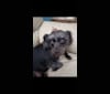 Photo of Cash, a Chihuahua, Poodle (Small), Shih Tzu, and Mixed mix in North Fort Myers, Florida, USA