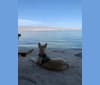 Atka, a German Shepherd Dog and American Bulldog mix tested with EmbarkVet.com