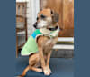 Bosque, a Boxer and Chihuahua mix tested with EmbarkVet.com