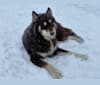 Khepri, a Siberian Husky tested with EmbarkVet.com