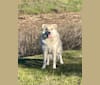 Twyla, an Australian Cattle Dog and Siberian Husky mix tested with EmbarkVet.com