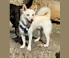 Akira, a Japanese or Korean Village Dog tested with EmbarkVet.com