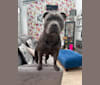 Ralphy, a Staffordshire Bull Terrier tested with EmbarkVet.com