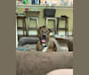 Photo of Dante, a Cane Corso, Australian Shepherd, and Border Collie mix in Pleasant View, Tennessee, USA