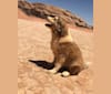 Wadi, an Arabian Village Dog tested with EmbarkVet.com