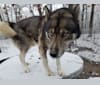 Kodi (Kodiak), a Siberian Husky and German Shepherd Dog mix tested with EmbarkVet.com