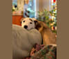 Charlie, an American Pit Bull Terrier and Great Pyrenees mix tested with EmbarkVet.com