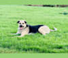 Max, a German Shepherd Dog and Australian Shepherd mix tested with EmbarkVet.com
