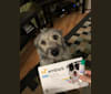 Dory, a Siberian Husky and Poodle (Small) mix tested with EmbarkVet.com