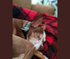 Photo of Johnny, a Chihuahua, Dachshund, and Rat Terrier mix in Garden City, Kansas, USA