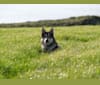 Kalen, a German Shepherd Dog and Siberian Husky mix tested with EmbarkVet.com