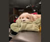 Photo of Laia, a Tibetan Terrier  in New York State, USA