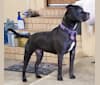 Photo of Daisy, an American Staffordshire Terrier  in England, Arkansas, USA