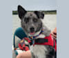 Cysco, a Siberian Husky and Australian Cattle Dog mix tested with EmbarkVet.com