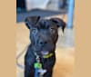 Bamm-Bamm, an American Pit Bull Terrier tested with EmbarkVet.com