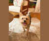 Mandu, a Yorkshire Terrier tested with EmbarkVet.com