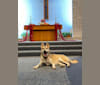 Thistle, a Siberian Husky and German Shepherd Dog mix tested with EmbarkVet.com