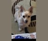 Jasper, a Chihuahua and Pekingese mix tested with EmbarkVet.com