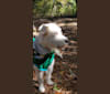 Mavi, a West Asian Village Dog tested with EmbarkVet.com