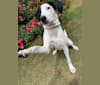 Photo of Lila, an American Pit Bull Terrier, Beagle, Miniature Schnauzer, and Mixed mix in Statesboro, Georgia, USA