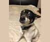 Rocco, a Russell-type Terrier and Rat Terrier mix tested with EmbarkVet.com