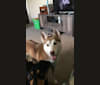 Hazel, a Siberian Husky tested with EmbarkVet.com