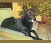 Lexi, a Siberian Husky and German Shepherd Dog mix tested with EmbarkVet.com