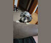 Gracie, a Chihuahua and Dachshund mix tested with EmbarkVet.com