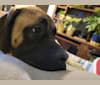 Gracie, a Mastiff tested with EmbarkVet.com