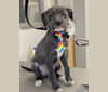 Photo of Roshambo, an Italian Greyhound and Poodle (Small) mix in Seattle, Washington, USA