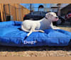 Drogo, a Dogo Argentino tested with EmbarkVet.com