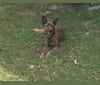 Edward, an American Pit Bull Terrier and Doberman Pinscher mix tested with EmbarkVet.com