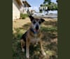 Photo of Marci, a German Shepherd Dog, Rottweiler, Australian Shepherd, Doberman Pinscher, and American Pit Bull Terrier mix in USA