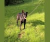 Jango, an American Bully and German Shepherd Dog mix tested with EmbarkVet.com