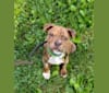 Photo of Zeke, an American Pit Bull Terrier, American Bulldog, American Staffordshire Terrier, and Mixed mix in One of A Kind Pet Rescue, West Market Street, Akron, OH, USA