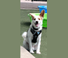 Jasper Chet, a Japanese or Korean Village Dog tested with EmbarkVet.com